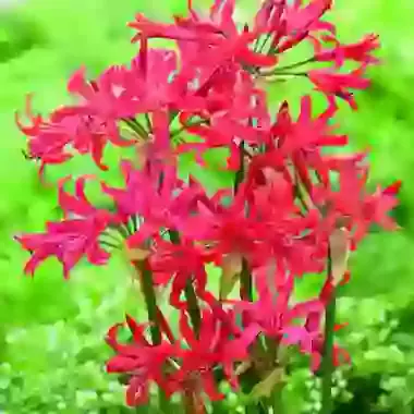 Bowdenii Pearls of Cherry